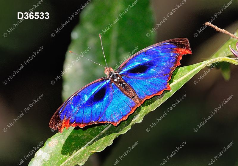 Orsis Bluewing (Myscelia orsis)